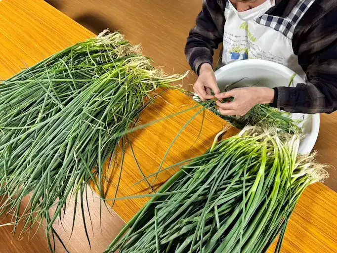 ネギの調整作業
